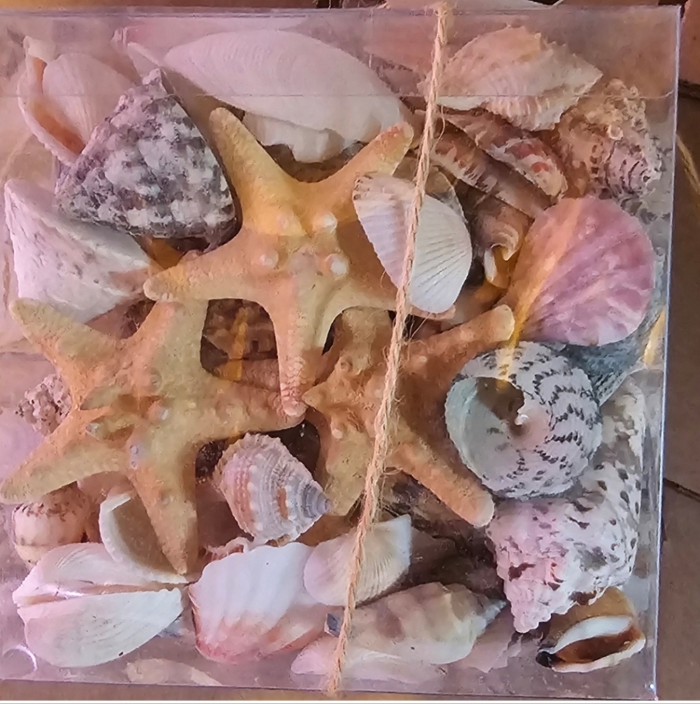 Coastal Seashell and Starfish Decor Set
